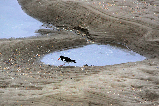 Oystercatcher