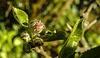 20210426 0085CPw [D~LIP] Apfelbaum (Cox Orangen-Renetter Malus), Apfelblütenknospe, Bad Salzuflen