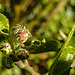 20210426 0085CPw [D~LIP] Apfelbaum (Cox Orangen-Renetter Malus), Apfelblütenknospe, Bad Salzuflen