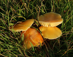 Yellow fungi