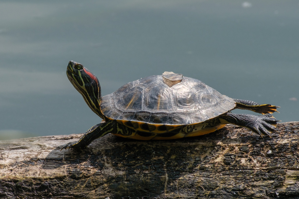 Turtle from Lago Grande, Avigliana