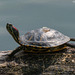 Turtle from Lago Grande, Avigliana