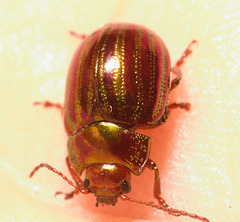 IMG 6708 Rosemary Beetle