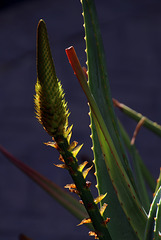 Jeune pousse sur un cactus .