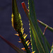 Jeune pousse sur un cactus .