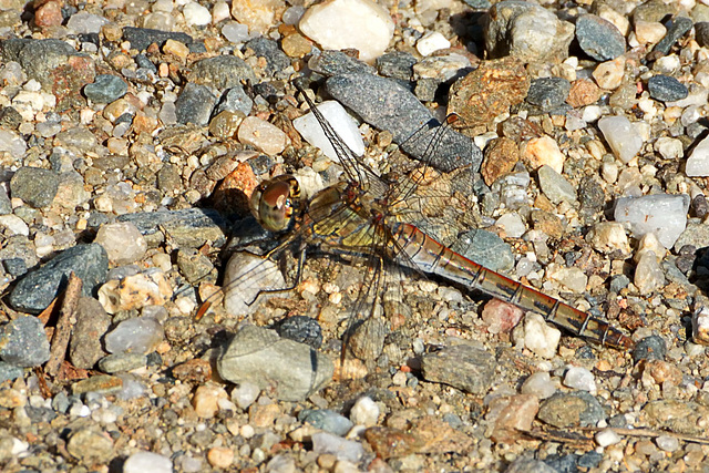 Common Darter (Sympetrum striolatum) (11)