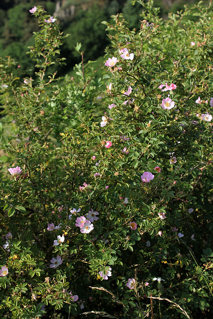 Rosa rubiginosa (2)