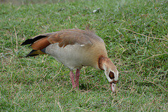 Ngorongoro, The Egyptian Goose (Alopochen aegyptiaca)