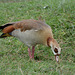 Ngorongoro, The Egyptian Goose (Alopochen aegyptiaca)