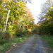 Pathway through Arley Wood