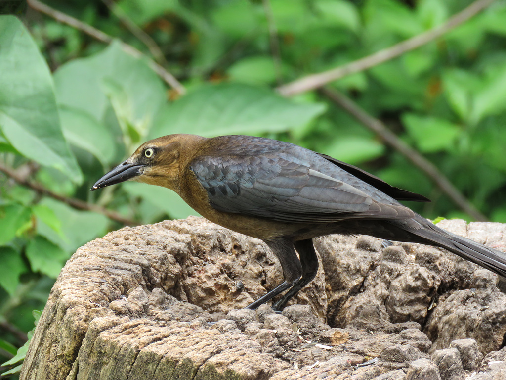Day 6, Great-tailed Grackle female