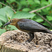 Day 6, Great-tailed Grackle female