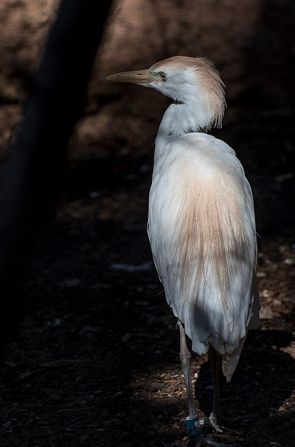 Albuquerque zoo set 219