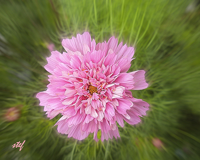 attractive pink