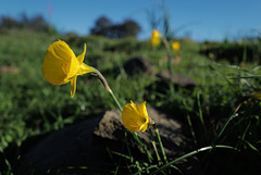 Narcissus bulbocodium, Cucos
