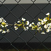 Blüten hinterm Zaun - HFF