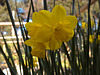 20210426 0086CPw [D~LIP] Narzisse (Narcissus pseudonarcissus), Bad Salzuflen