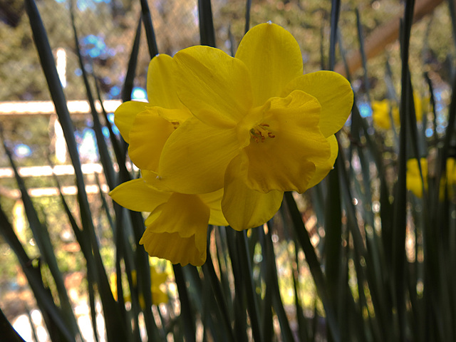 20210426 0086CPw [D~LIP] Narzisse (Narcissus pseudonarcissus), Bad Salzuflen