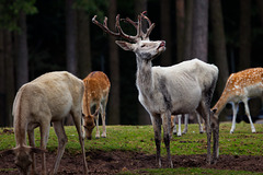 Damwild und ein weißer Hirsch