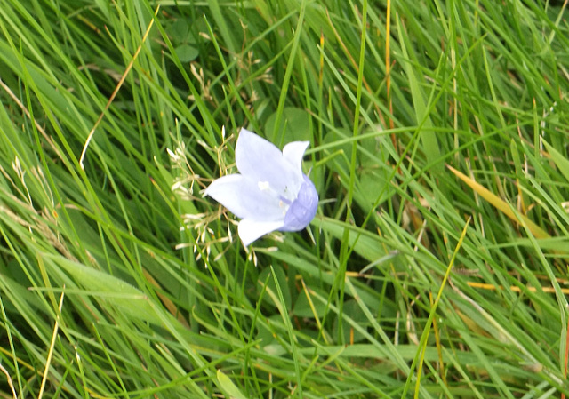 gbw - harebell