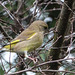 20150123 6594VRAw [D~RI] Grünfink (Carduelis cloris), Rinteln