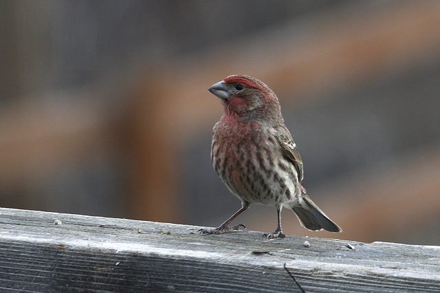 House Finch