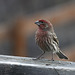 House Finch