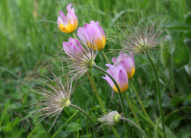 Anémone pulsatille et tulipes bakeri