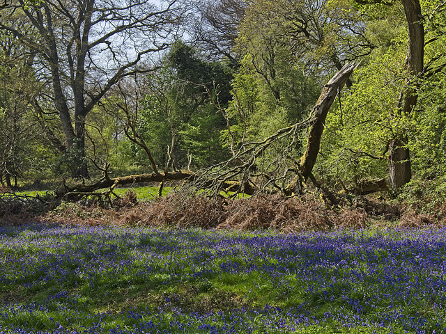 Bluebell Woods