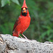 Day 6, Northern Cardinal male