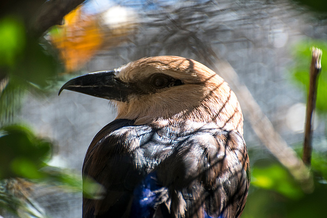 Albuquerque zoo set 220