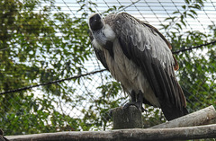 20190901 5596CPw [D~VR] Weißrückengeier, Vogelpark Marlow