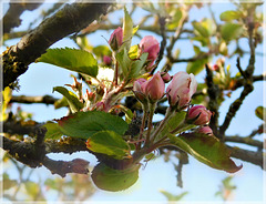 Les pommiers sont en fleurs avec effet de mon appareil photo