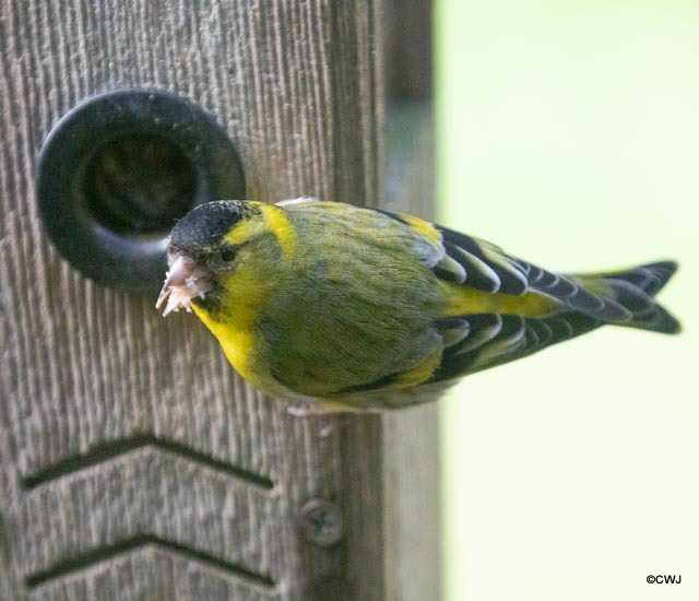 Finally cracked how to access the Woodpecker feeder!