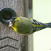 Finally cracked how to access the Woodpecker feeder!