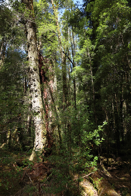 Woods in the Franklin River valley