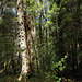 Woods in the Franklin River valley