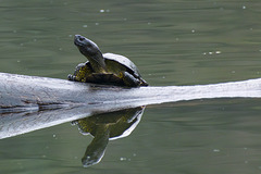 Europäische Sumpfschildkröte (Bottroper Stadtteich)