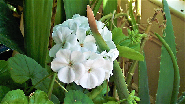 White geranium