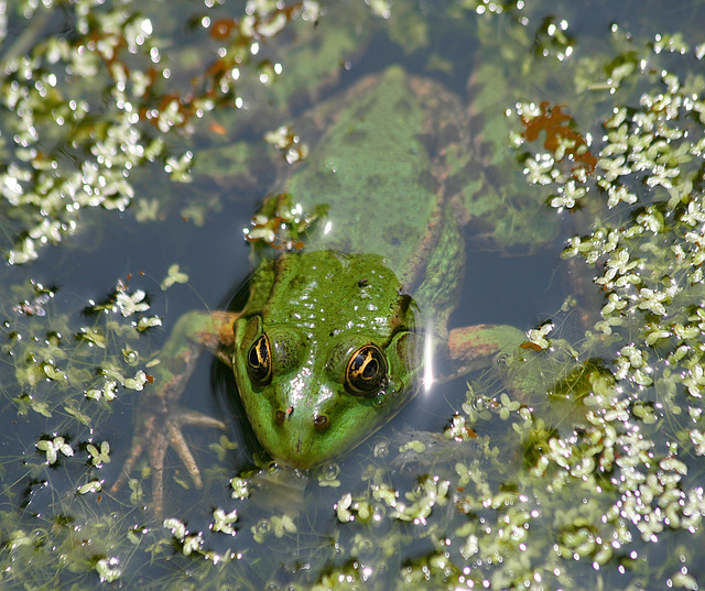 Baigneuse