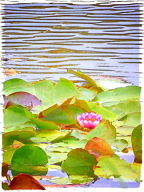 Water lily