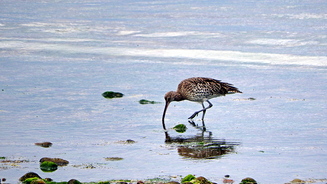 Curlew