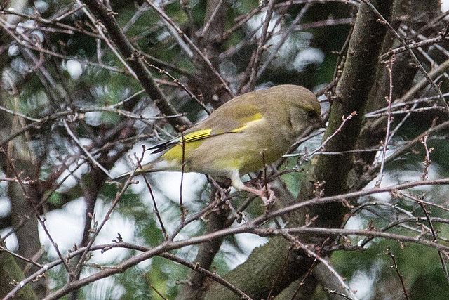 20150123 6595VRAw [D~RI] Grünfink (Carduelis cloris), Rinteln