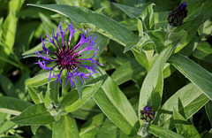 centaurea montana