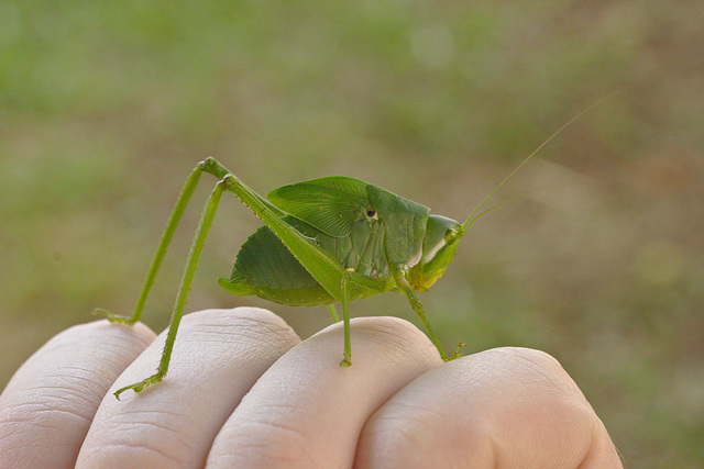 Cricket IMG_6052