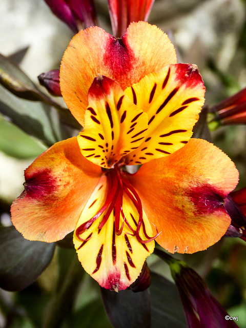 Peruvian Lily