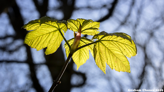 Spring greens