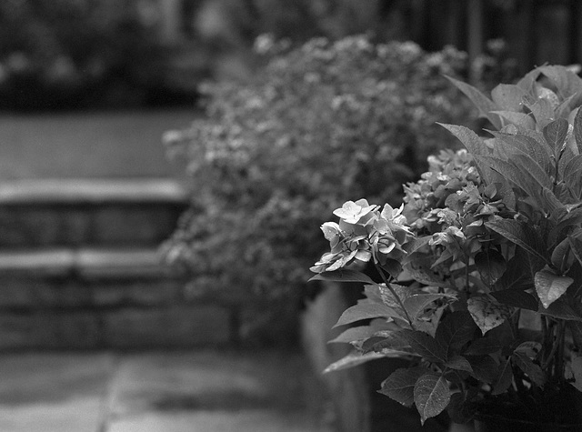 Hydrangea in the rain