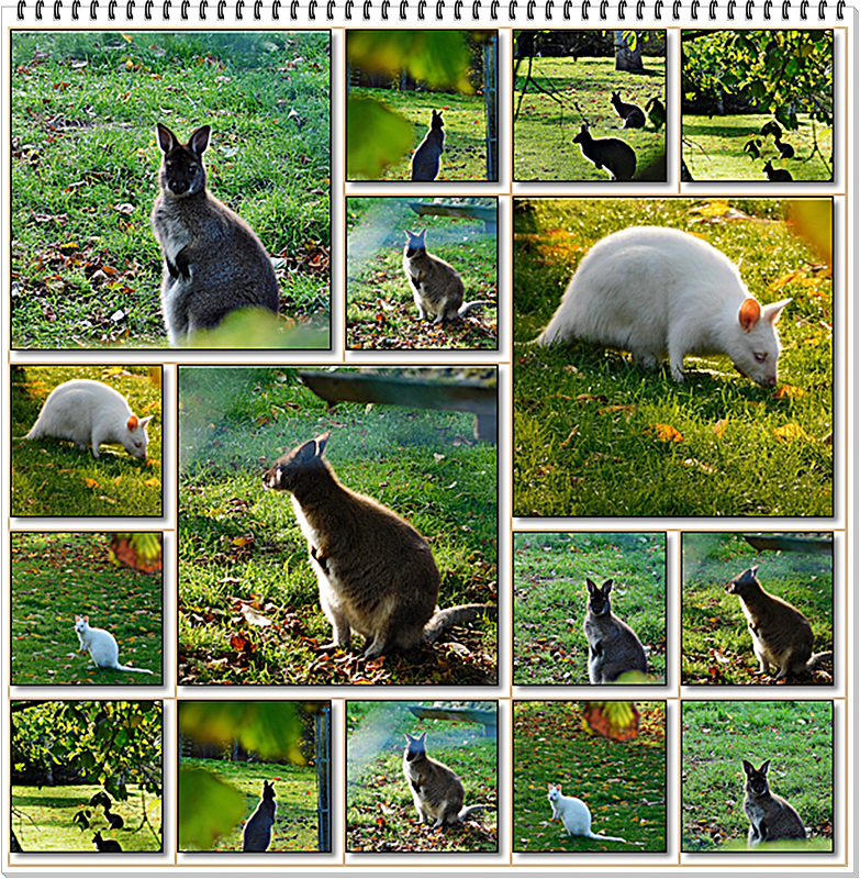 Wallabys au parc du château de Beauregard (35)