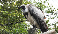 20190901 5597CPw [D~VR] Weißrückengeier, Vogelpark Marlow